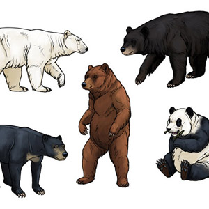how to draw bears