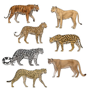 how to draw big cats