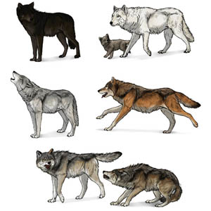 how to draw wolves