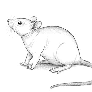 how to draw a mouse