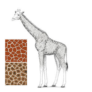 how to draw a giraffe