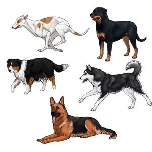 how to draw dogs