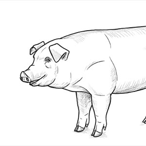 how to draw a pig