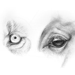 how to draw animal eyes