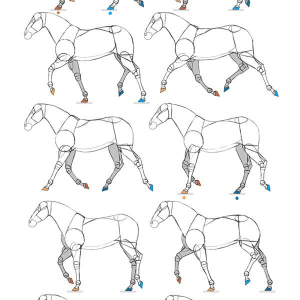 how to animate horse gaits