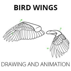 how to draw and animate bird wings