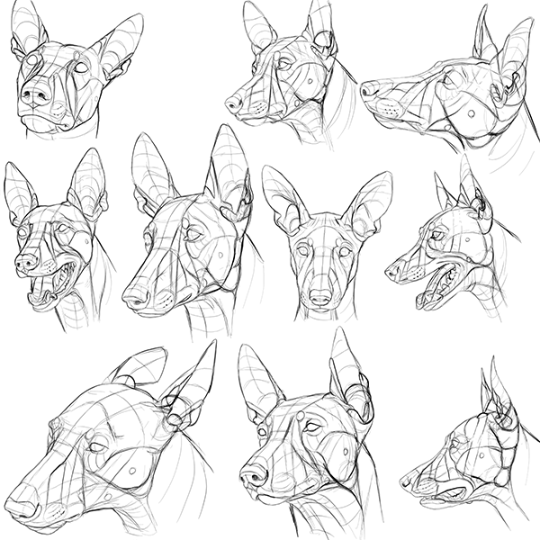 dog head muscles