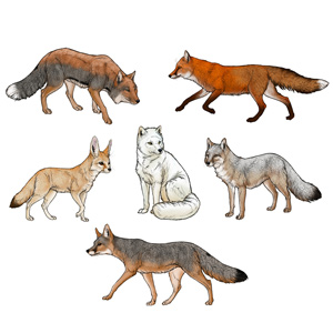how to draw foxes