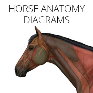 Equine anatomy diagrams