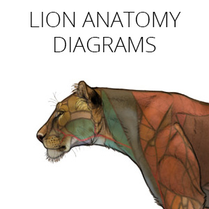 feline anatomy diagrams