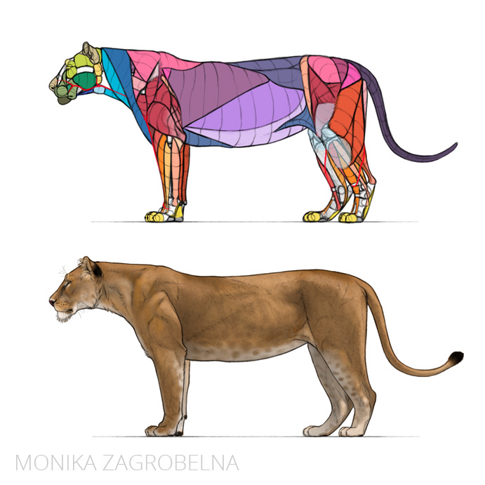 lion anatomy diagram