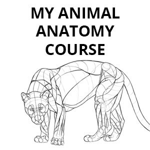 Animal Anatomy Course by Monika Zagrobelna