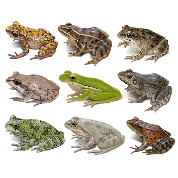 frog species comparison illustration