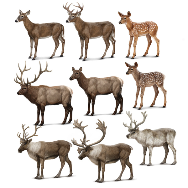 deer species comparison illustration