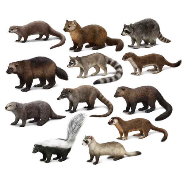 american mammals species illustration
