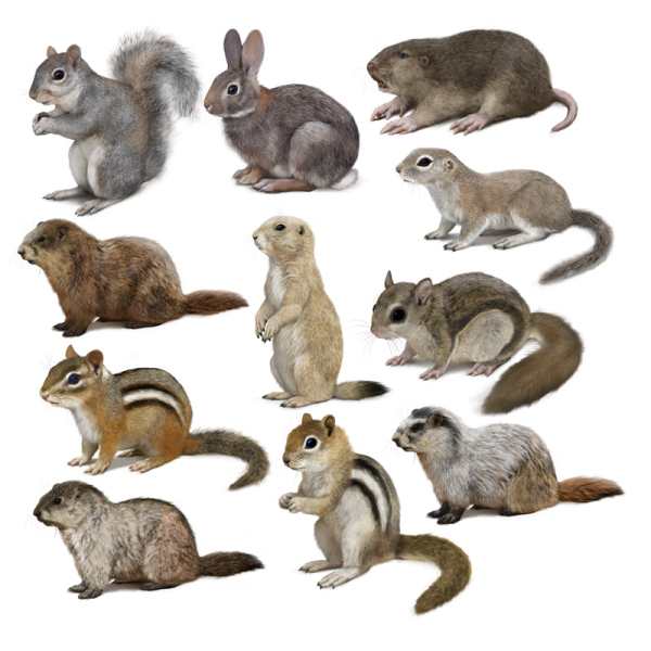 american mammals species 2  illustration