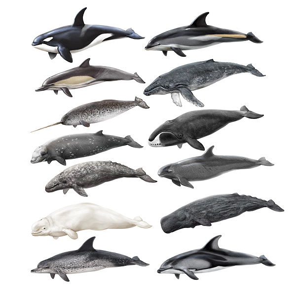 dolphin and whales species illustration