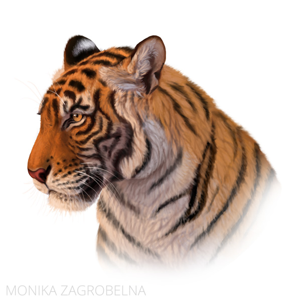 tiger head painting