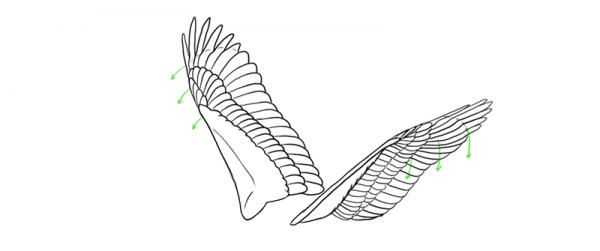 Bird Wings Animation Tutorial Template Monika Zagrobelna