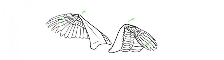 Bird Wings Animation Tutorial Template Monika Zagrobelna