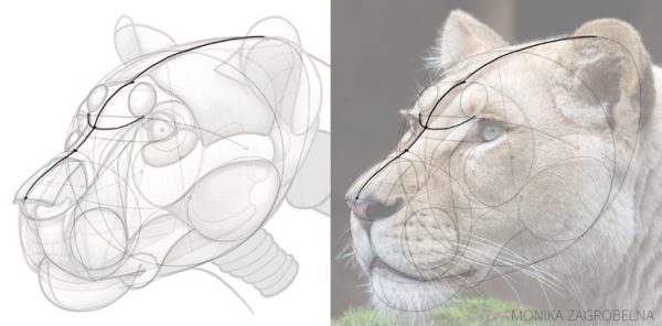 How to Draw a Big Cat Head Monika Zagrobelna