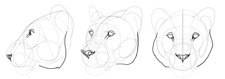 How To Draw A Big Cat Head Monika Zagrobelna