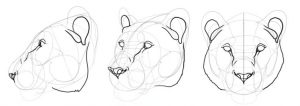 How to Draw a Big Cat Head – Monika Zagrobelna