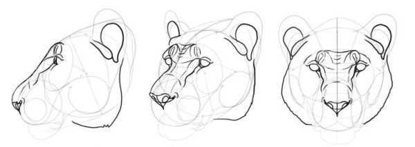 How to Draw a Big Cat Head – Monika Zagrobelna