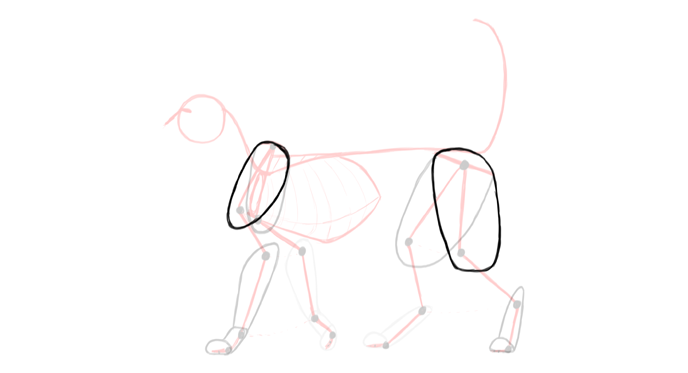 draw-cats-anatomy-3