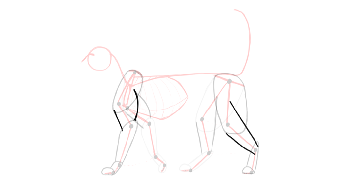 draw-cats-anatomy-4