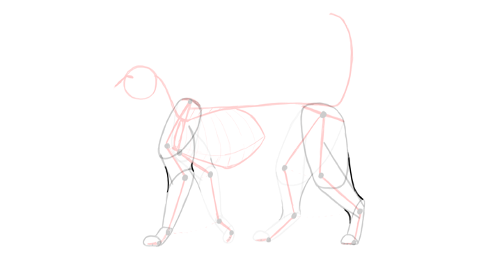 draw-cats-anatomy-5