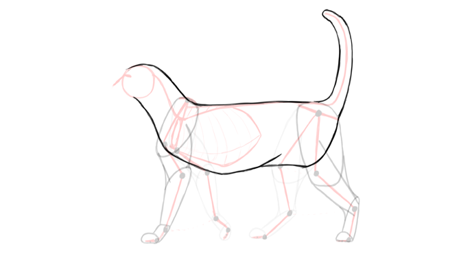 draw-cats-anatomy-6