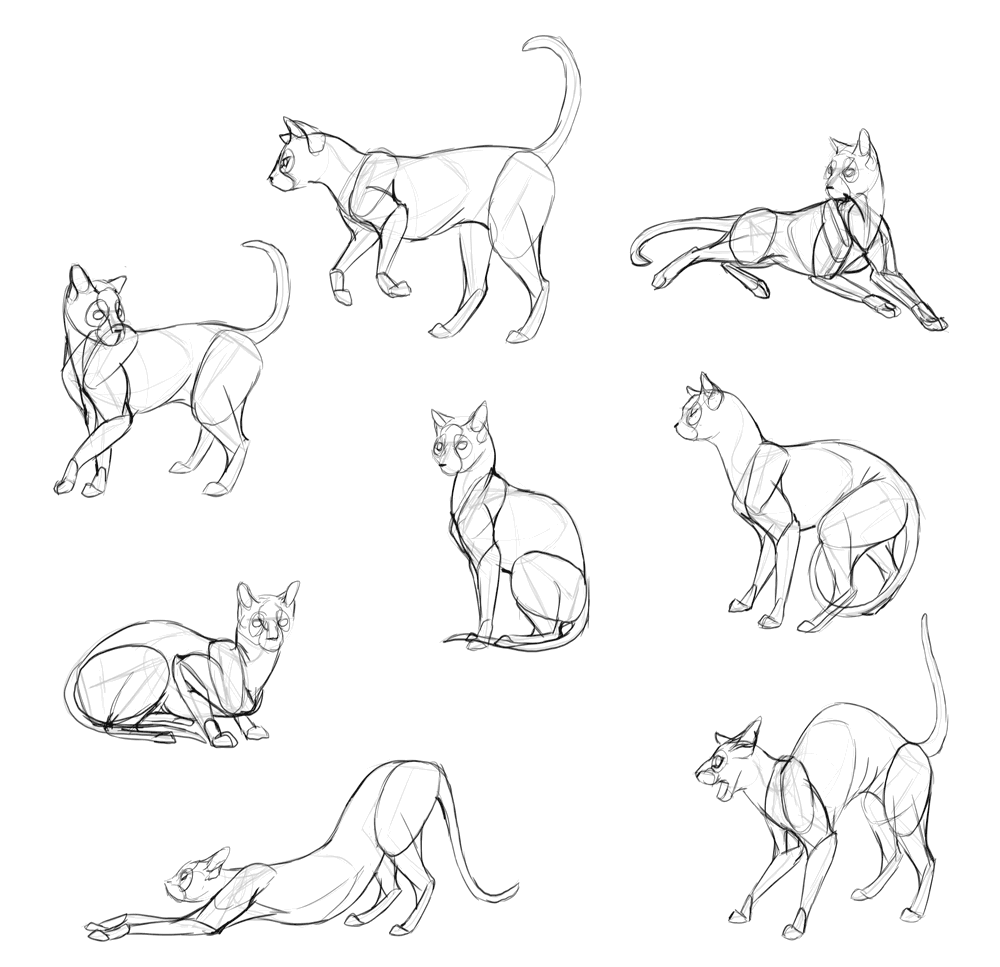 How To Draw A Realistic Cat Body