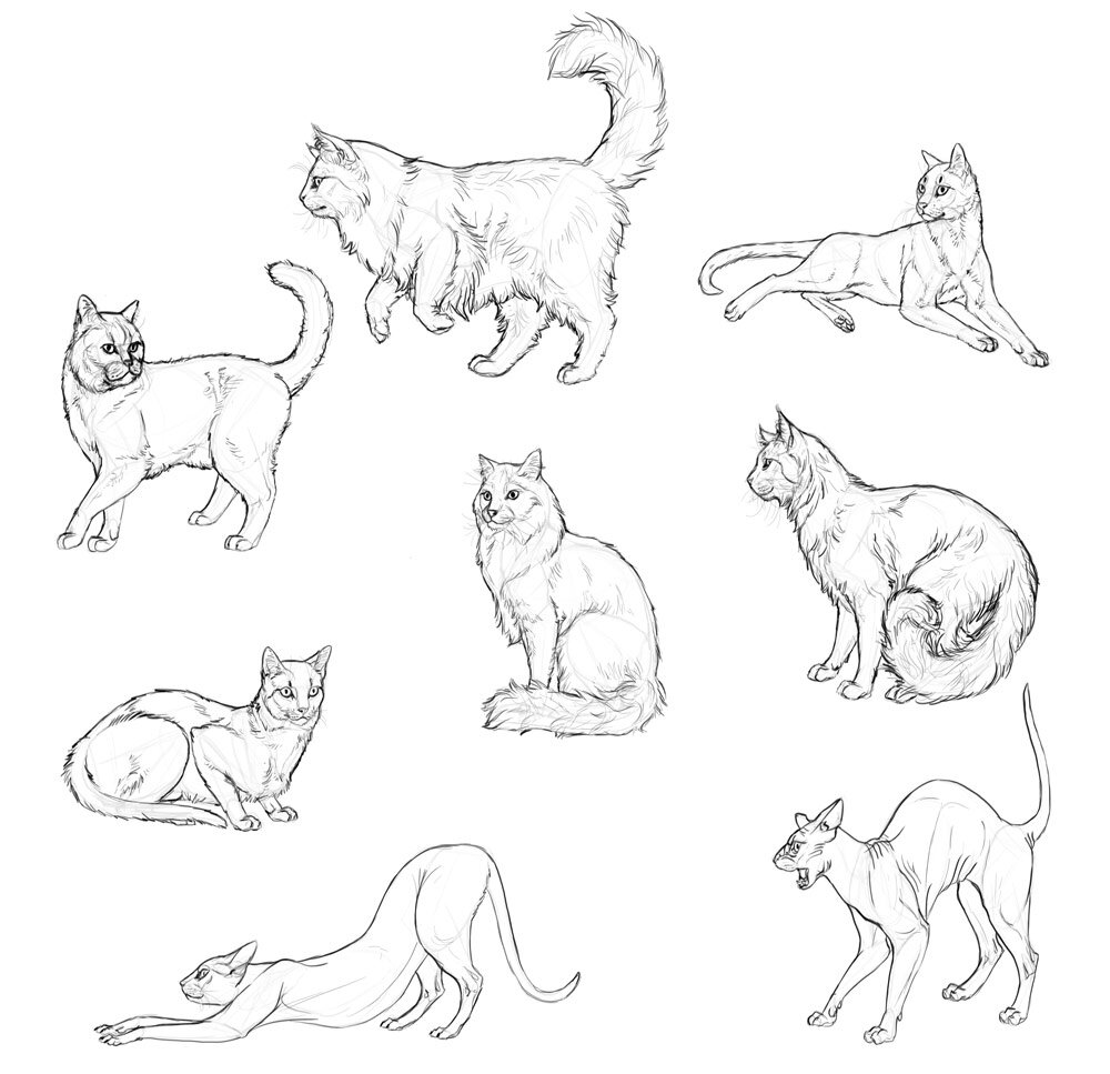 Sketchbook Original How To Draw Cats Monika Zagrobelna