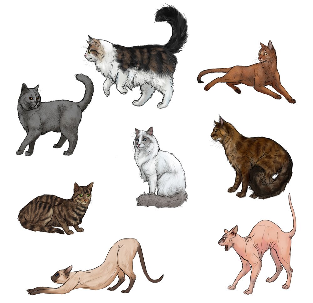 how to draw a cat step by step