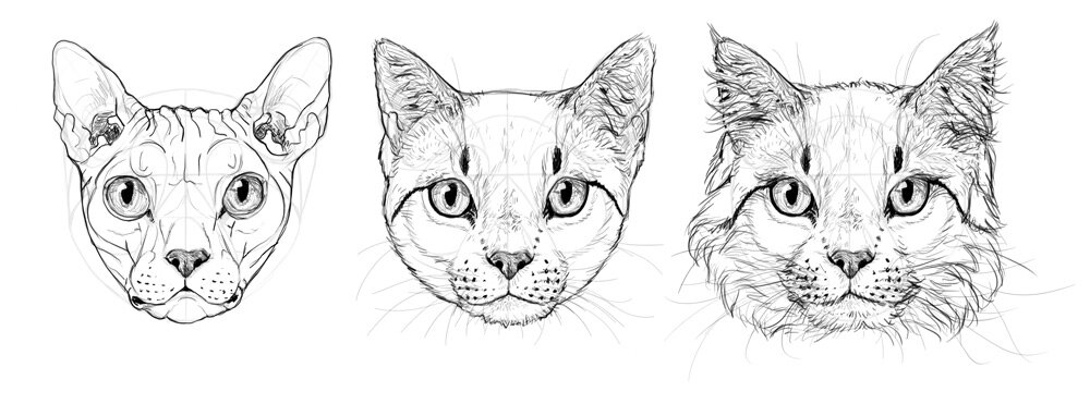 how to draw a cat head step by step