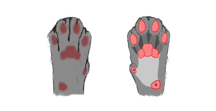 draw-cats-paws-0