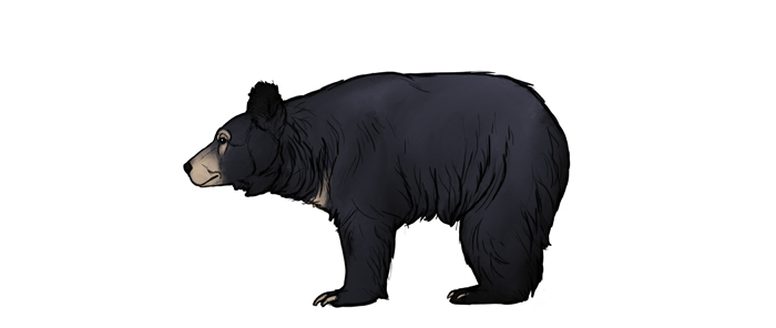 Walking bear. Realistic line drawing. | CanStock