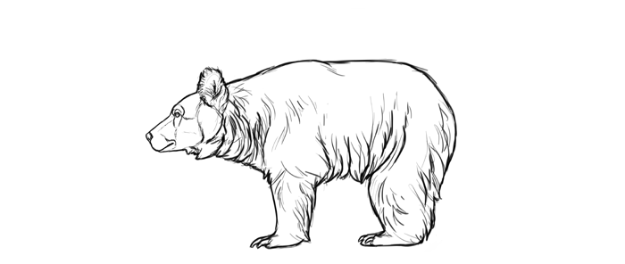 Learn How to Draw a Sloth Bear (Wild Animals) Step by Step : Drawing  Tutorials