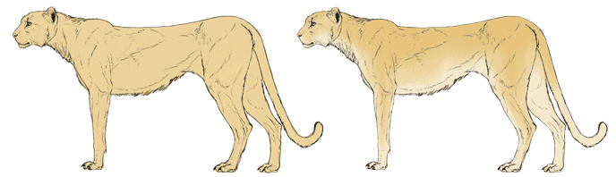 how-to-draw-big-cats-colors-cheetah-2