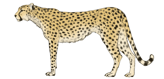 comment-dessiner-de-grands-chats-couleurs-guépard-4