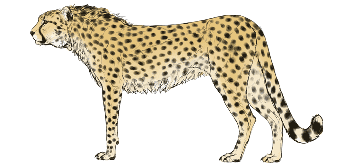 comment-dessiner-de-grands-chats-couleurs-guépard-5