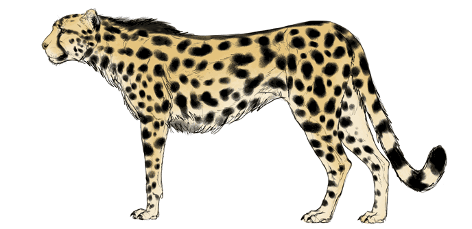 comment-dessiner-de-grands-chats-couleurs-cheetah-6