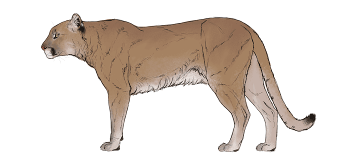 comment-dessiner-de-grands-chats-couleurs-cougar-4