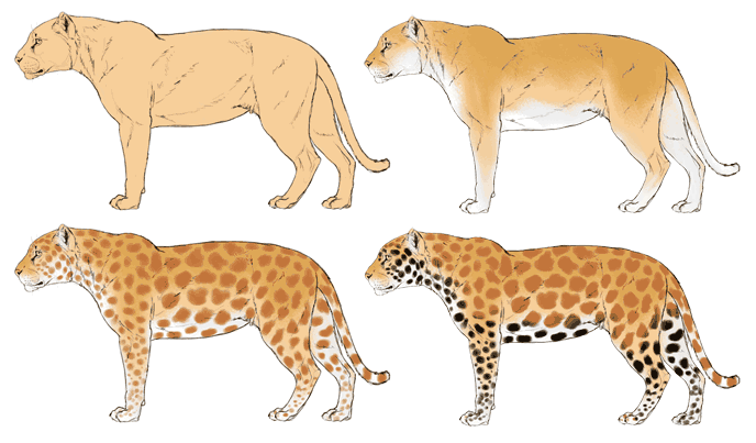 comment-dessiner-de-grands-chats-couleurs-jaguar-2