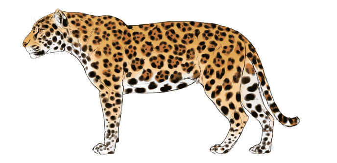 comment-dessiner-de-grands-chats-couleurs-jaguar-6