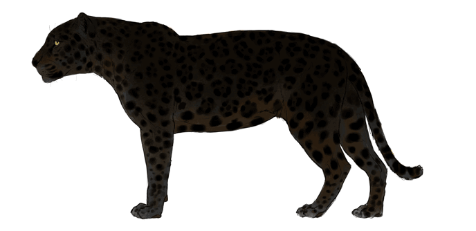 comment-dessiner-de-grands-chats-couleurs-jaguar-7