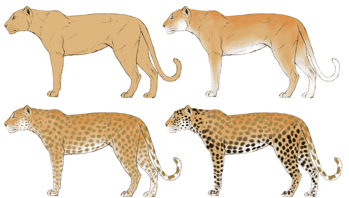 how to draw a wild cat