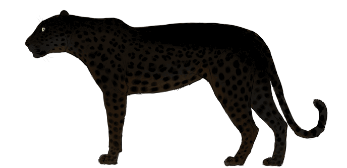 comment-dessiner-de-grands-chats-couleurs-leopard-7