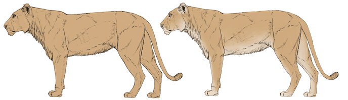 comment-dessiner-de-grands-chats-couleurs-lion-2